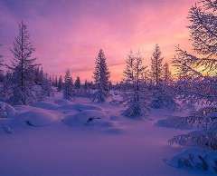 ������ѩ��